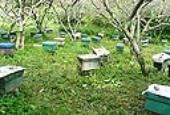 Trại ong nội 2